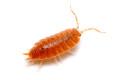 Porcellionides pruinosus 'Orange'